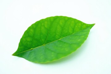 Fototapeta premium Delicate green leaf isolated on white background, green, flower, leaf