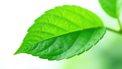 Obraz premium delicate green leaf isolated on white background, plant life, green
