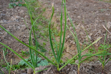 Garlic plants are growing on the ground 