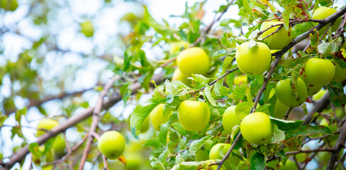 Harvest of apples on a plantation in the garden. Fruit trees with apples. Ripe fruits on the branches of a tree. Gardening in agriculture.