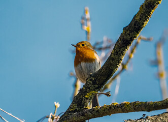 A European Robin (Erithacus rubecula)