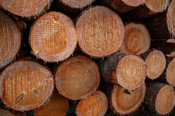 Detailed view of stacked tree logs with visible resin dripping under sunlight, emphasizing natural...