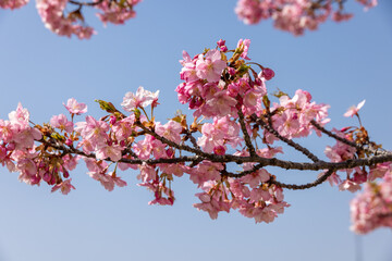 青空に映える満開の河津桜の一枝