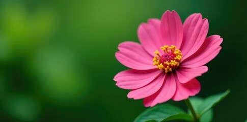 Obraz premium Isolated single flower with intricate details, flowers, greenery, bloom