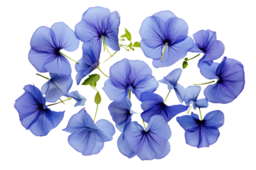 Top view of butterfly pea flowers displaying their distinctive blue petals and fine details, isolated on white background