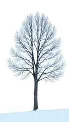 Fototapeta premium Isolated tree branches against snowy white background, winter, frozen landscape