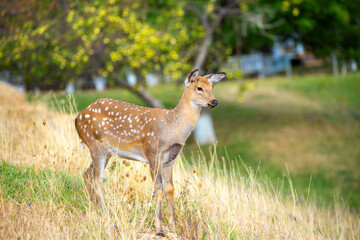 Beautiful sika deer in the autumn forest against the background of colorful foliage of trees. The deer looks to the sides and chews the grass. Fabulous forest autumn landscape with wild animals.