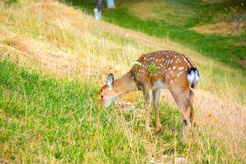 Beautiful sika deer in the autumn forest against the background of colorful foliage of trees. The deer looks to the sides and chews the grass. Fabulous forest autumn landscape with wild animals.