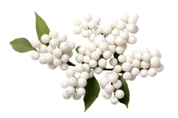 Group of white berries from Cornus Alba arranged neatly on a white surface, isolated on white background