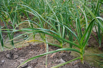 The onion plants are planted in lines 