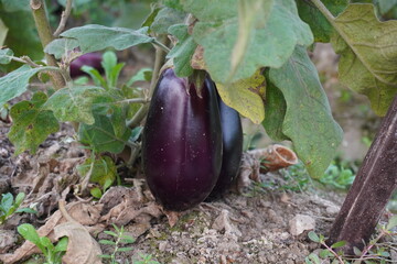 Close-up of the brinjals on the soil from its plant 