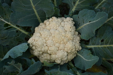 Close-up of the cauliflower on the vegetable bed 
