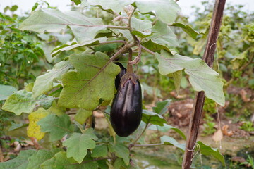 Eggplants are hanging from its plant on the vegetable bed 