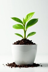 Small potted plant with soil and roots on white background, isolated, pot