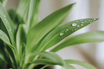 Obraz premium Close-up of dewdrops on the leaves of a spider plant, symbolizing freshness and purified air.