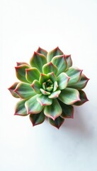 Fototapeta premium Small succulent isolated on white background with gradient effect, succulent, flat lay