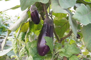 Two brinjals are growing on its plant 