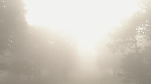 fog in the forest