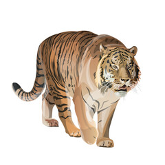 Image of walking tiger. Vector illustration isolated on the white background