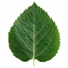 Obraz premium Vibrant Green Leaf on White Background Showcasing Natural Texture and Detail