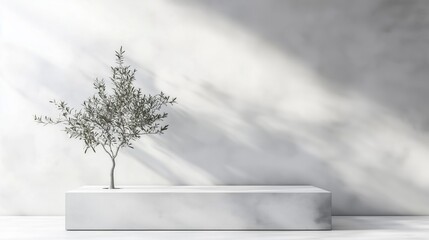 Minimal abstract background with a white concrete wall, soft shadows, and a single cube podium on the left side. An olive tree plant adds a natural element under soft lighting, creating a serene and m