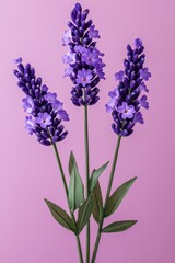 Fototapeta premium Three lavender sprigs on a pastel pink backdrop create a calming and elegant floral arrangement perfect for spring and summer themes in a minimalist style