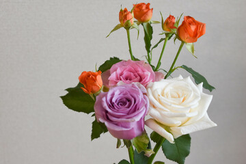 Fototapeta premium カラフルな薔薇