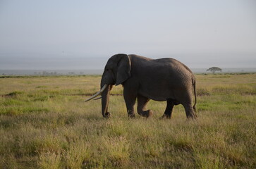 Fototapeta premium elephant in the savannah