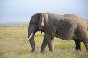 Fototapeta premium elephant in the wild from the side