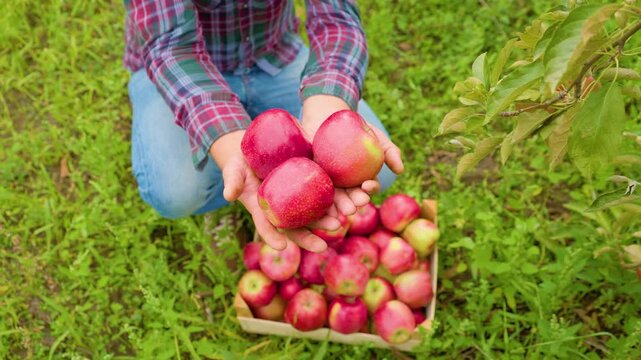 Collecting fresh apples in a sunny orchard during harvest season