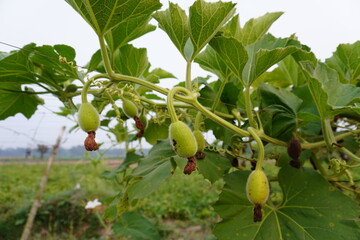 Obraz premium Several developing pods on the bottle gourd plant in close up