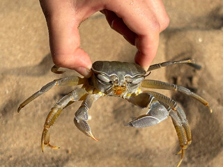 A crab with long-stalked eyes and detailed textured claws is held in a human hand.