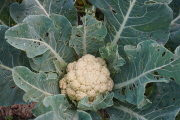 The leaves of the cauliflower has been infected by the insects