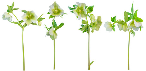 Cream single hellebores - side on PNG isolated images

