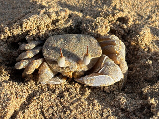 A crab with long stalked eyes sits in the sand on the beach.