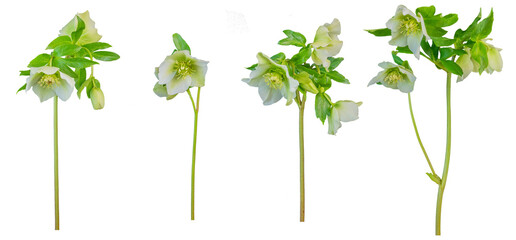 Cream single hellebores - side on PNG isolated images
