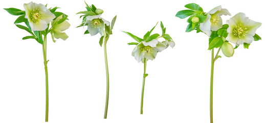 Cream single hellebores - side on PNG isolated images

