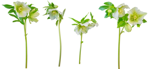 Cream single hellebores - side on PNG isolated images
