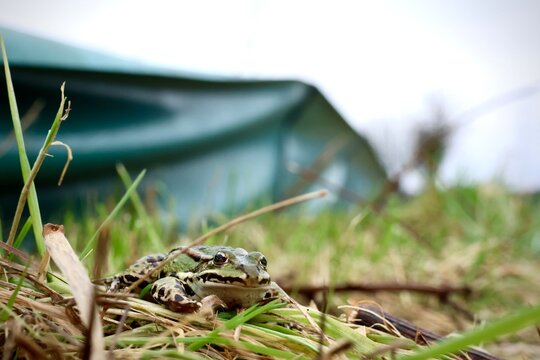Frosch auf Kr&ouml;tenwanderung vor Amphibienzaun