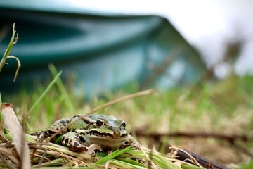 Frosch vor Krötenzaun während Amphibienwanderung