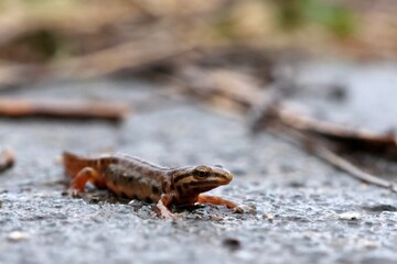 Amphibienwanderung eines Molches auf der Straße, (Nahaufnahme Teichmolch)
