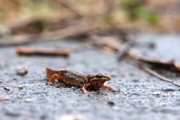 Molch auf Amphibienwanderung in Nahaufnahme (Teichmolch Lissotriton vulgaris)