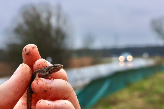 Natursch&uuml;tzer h&auml;lt Teichmolch am Amphibienzaun an Stra&szlig;e
