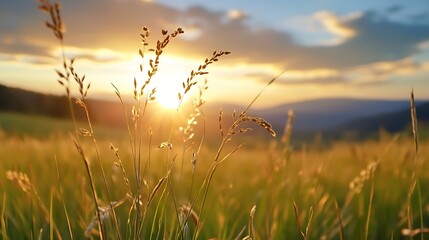 Obraz premium Golden Sunset Over a Rolling Field of Tall Grass Creating a Peaceful Atmosphere : Generative AI