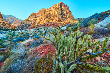 Desert Mountains and Cactus at Sunset Eye Level View