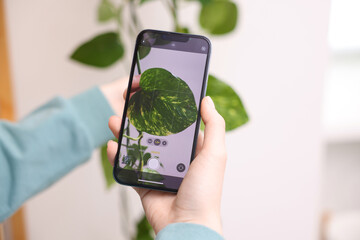 Woman using houseplant recognition application on smartphone indoors, closeup