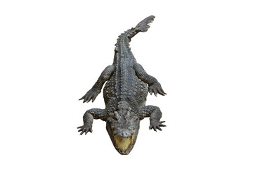Crocodile open mouth isolated on transparent background png file	