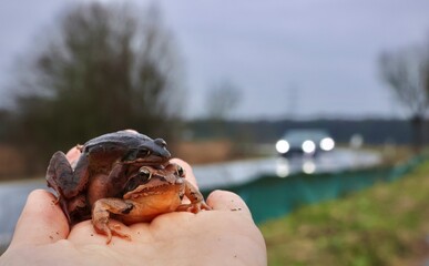 Naturschützer rettet Amphibien bei der Krötenwanderung am Krötenzaun vor Autos