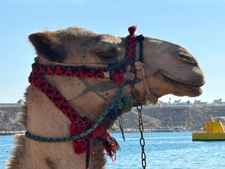 Portrait of a camel on a sandy beach, decorated with colorful ornaments, with a pattern of...