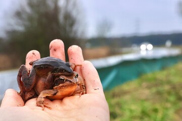 Frösche und Kröten überqueren gefährliche Straße während Paarungszeit bei Krötenwanderung